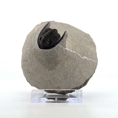 Devonian Proetid Trilobite from Morocco | 1"
