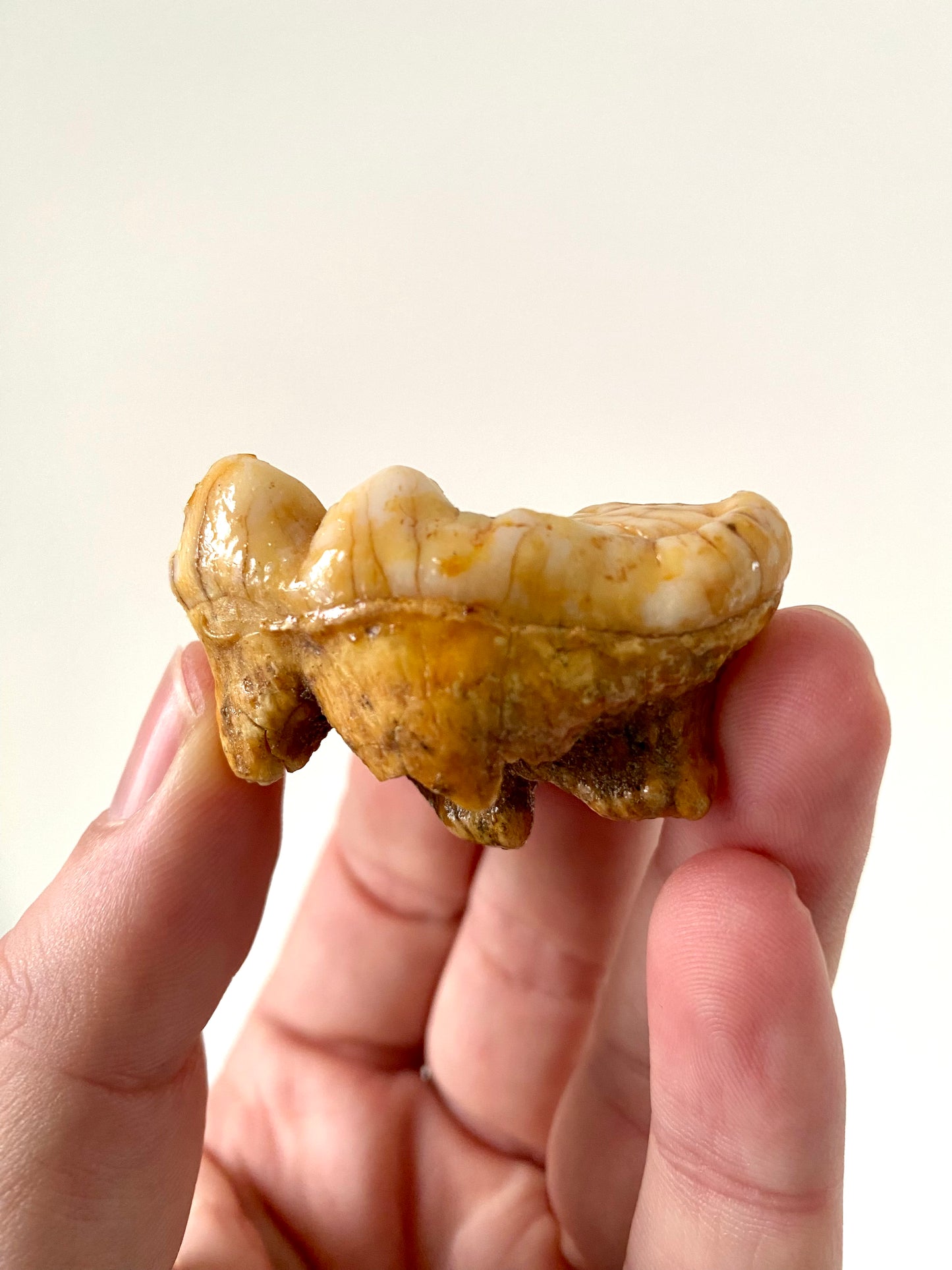 Cave Bear Molar