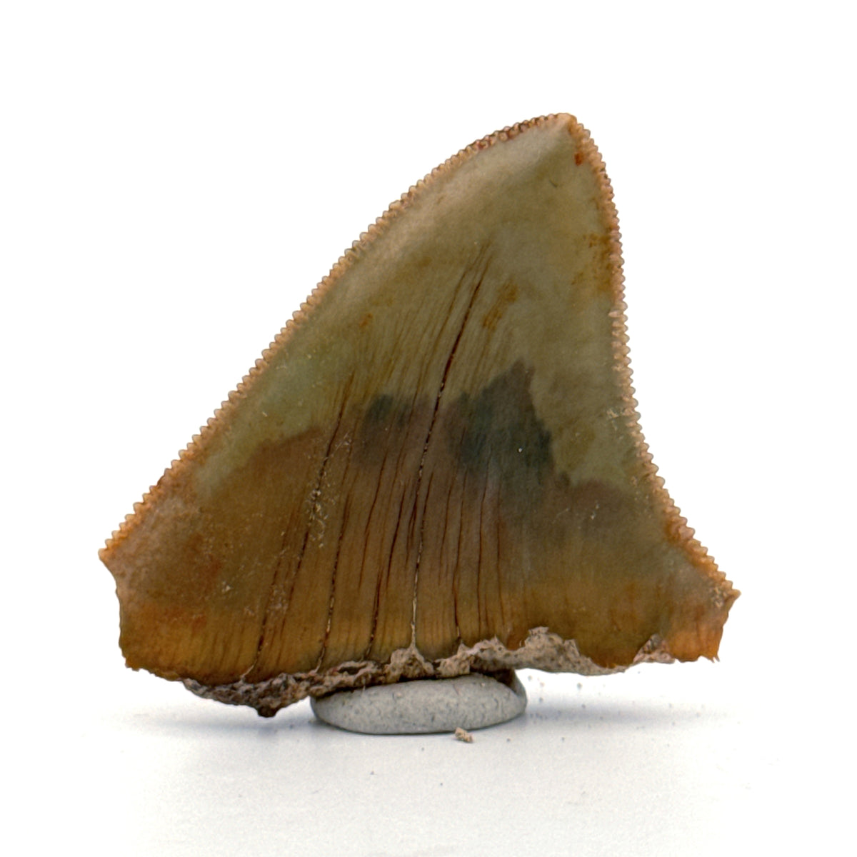 Megalodon Tandfragment uit Indonesië | 1,75 inch