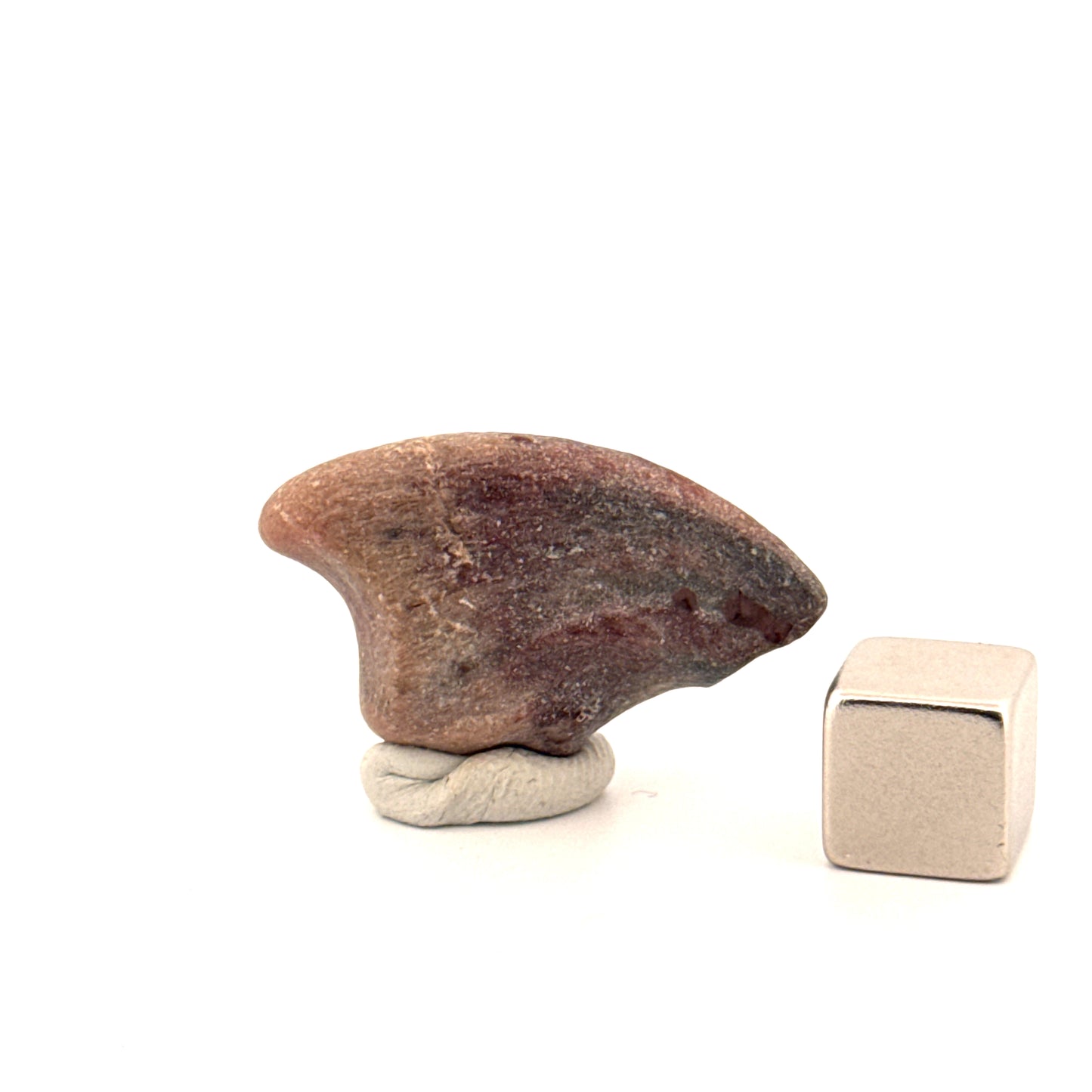 Partial Theropod Dinosaur Claw from Niger (1.18")