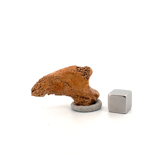 Cave Bear Claw (Ursus spelaeus), Distal phalanx Fossil (1.42") from Pleistocene, Romania