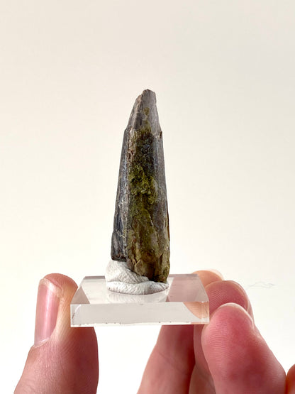 Eocarchia Dinops fossil dinosaur tooth (4.3cm)