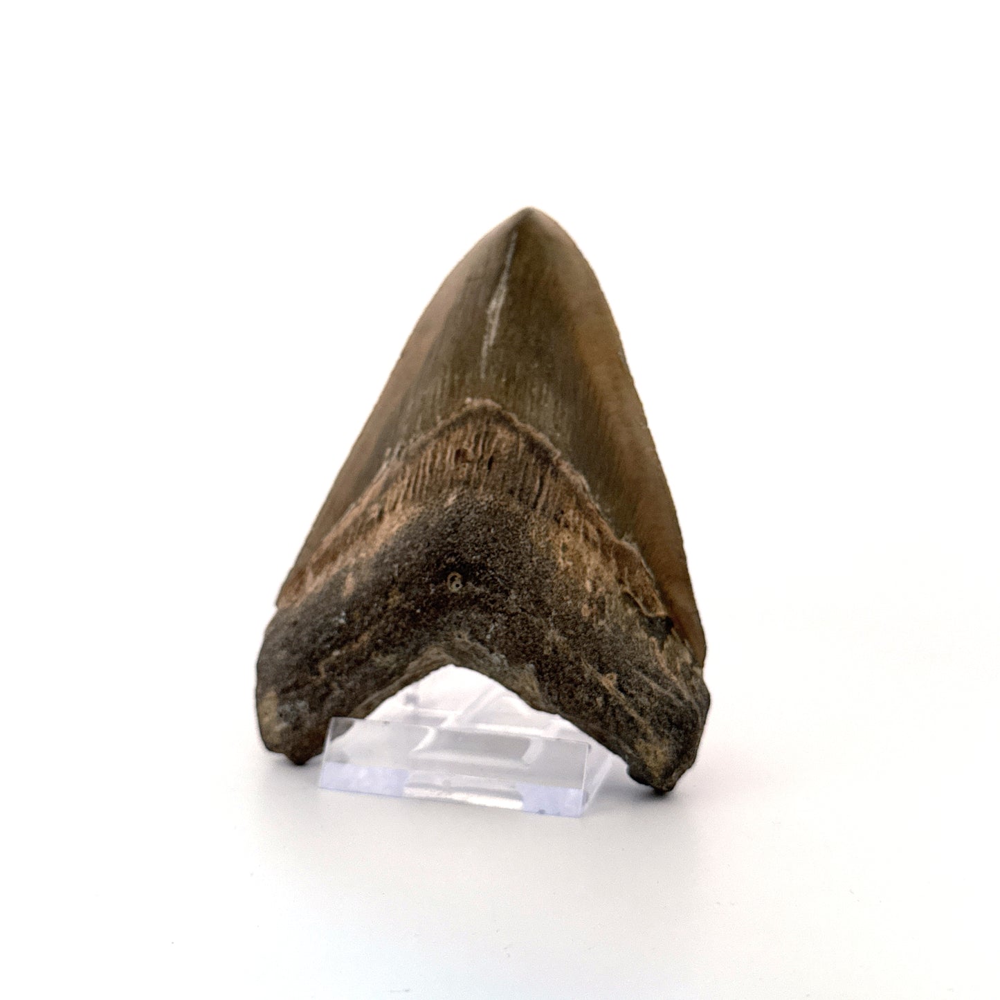 Megalodon tooth fossil (4.10") - Miocene, USA