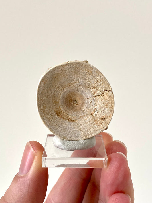 Otodus obliquus fossil vertebra