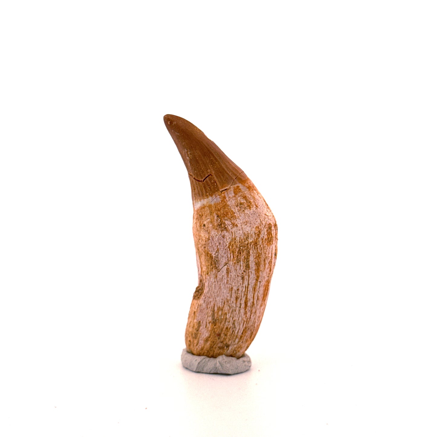 Gavialimimus almaghribensis Mosasaur tooth, Late Cretaceous, Morocco (2.29")