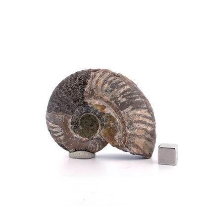 Iriserende ammoniet uit het Krijt, Madagaskar | 2,68 inch)