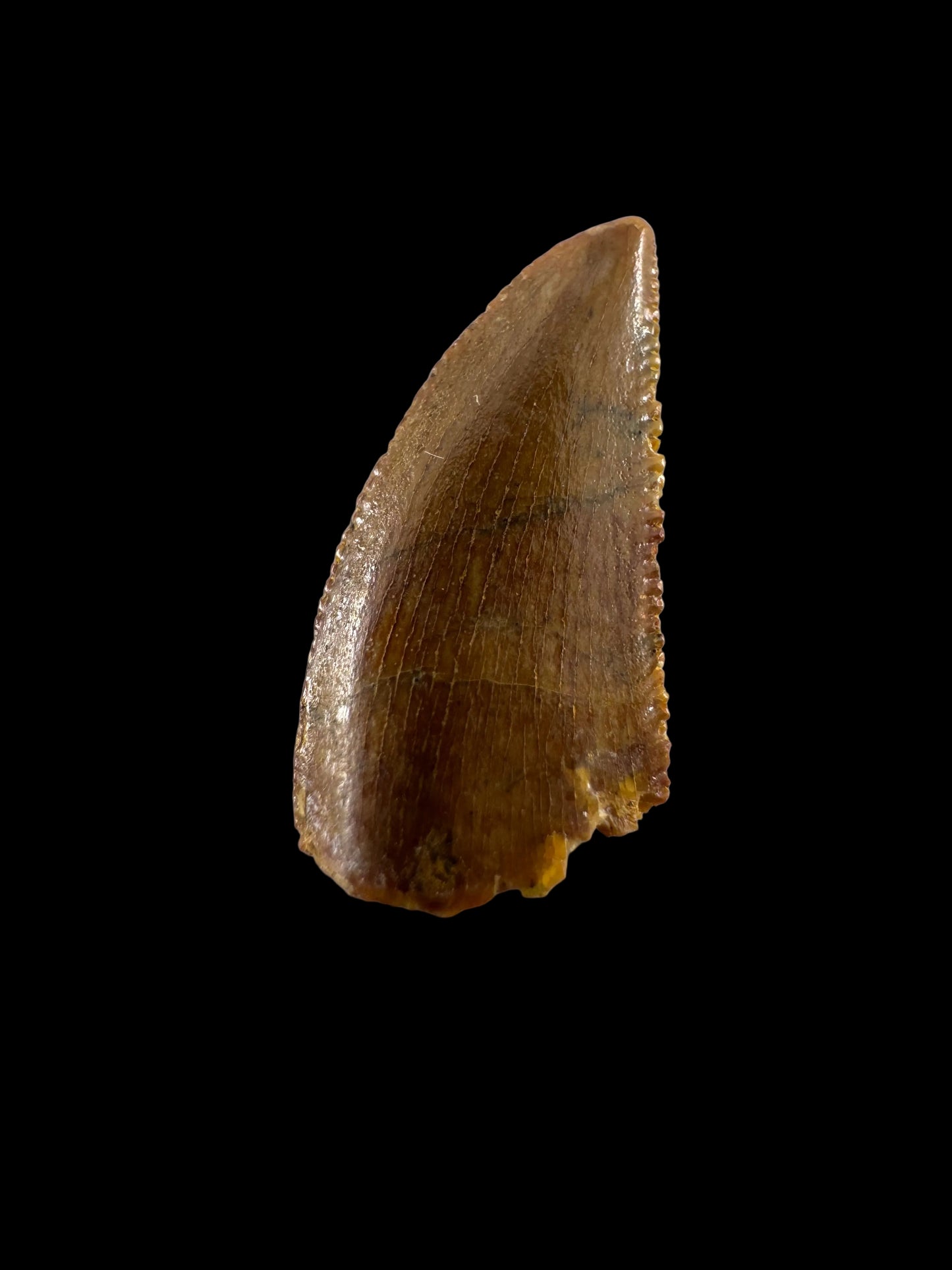 Abelisaurid fossil dinosaur tooth from Kem Kem, Morocco (0.49")