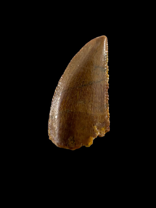 Abelisaurid fossil dinosaur tooth from Kem Kem, Morocco (0.49")