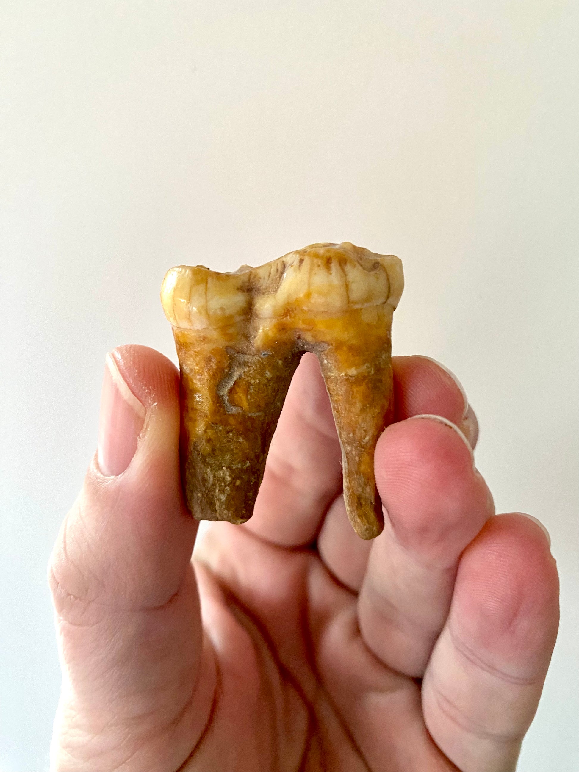 Cave Bear Molar - FossilsAndMore