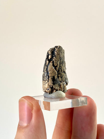 Rare Dinosaur tooth - Afrovenator abakensis, Megalosaurid