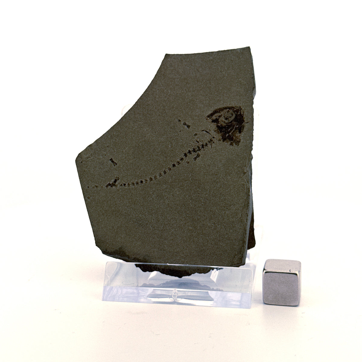 Permian temnospondyl Amphibian Fossil from Germany | 1.73"