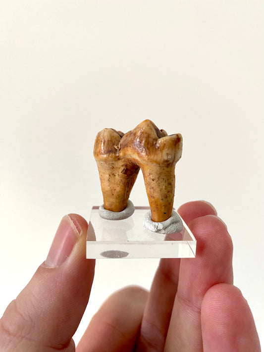 Cave Bear Molar