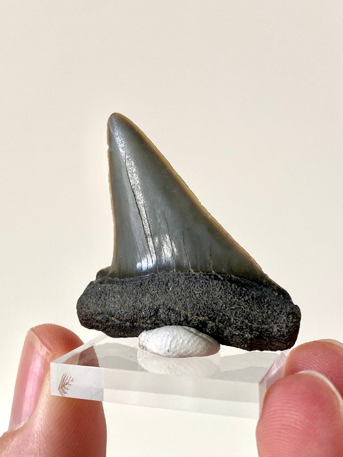 C. Hastalis fossil tooth (4.4cm)