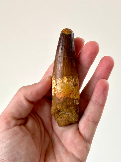 4" (10,4 cm) Big Spinosaurus fossil tooth