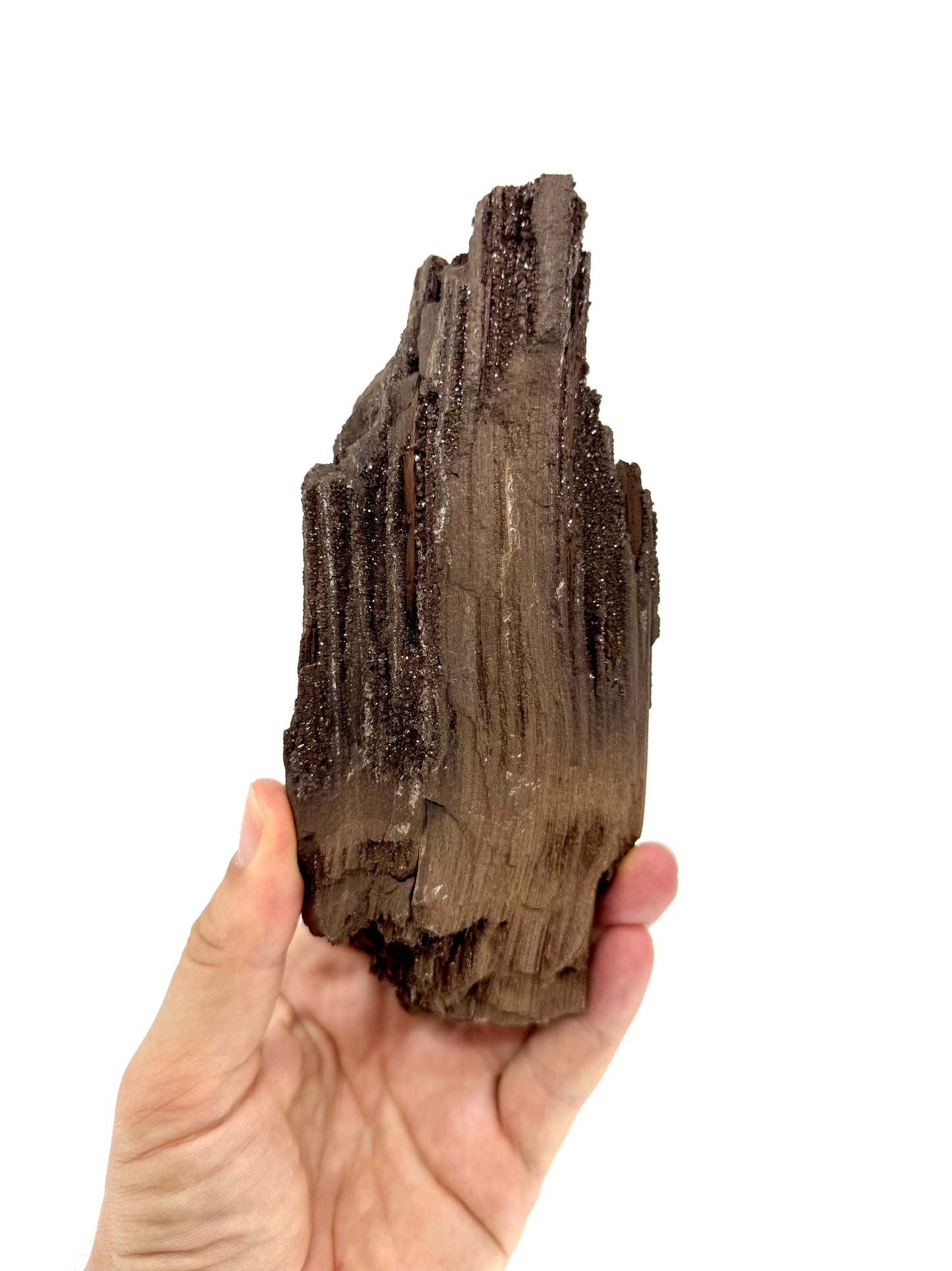 Large Permineralized Wood Covered In Druzy Quartz from Germany (669 Grams)