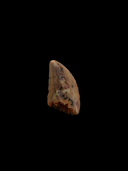 Abelisaurid fossil dinosaur tooth from Kem Kem, Morocco (0.40")