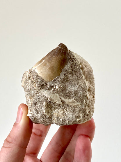 Mosasaurus fossil tooth on Matrix