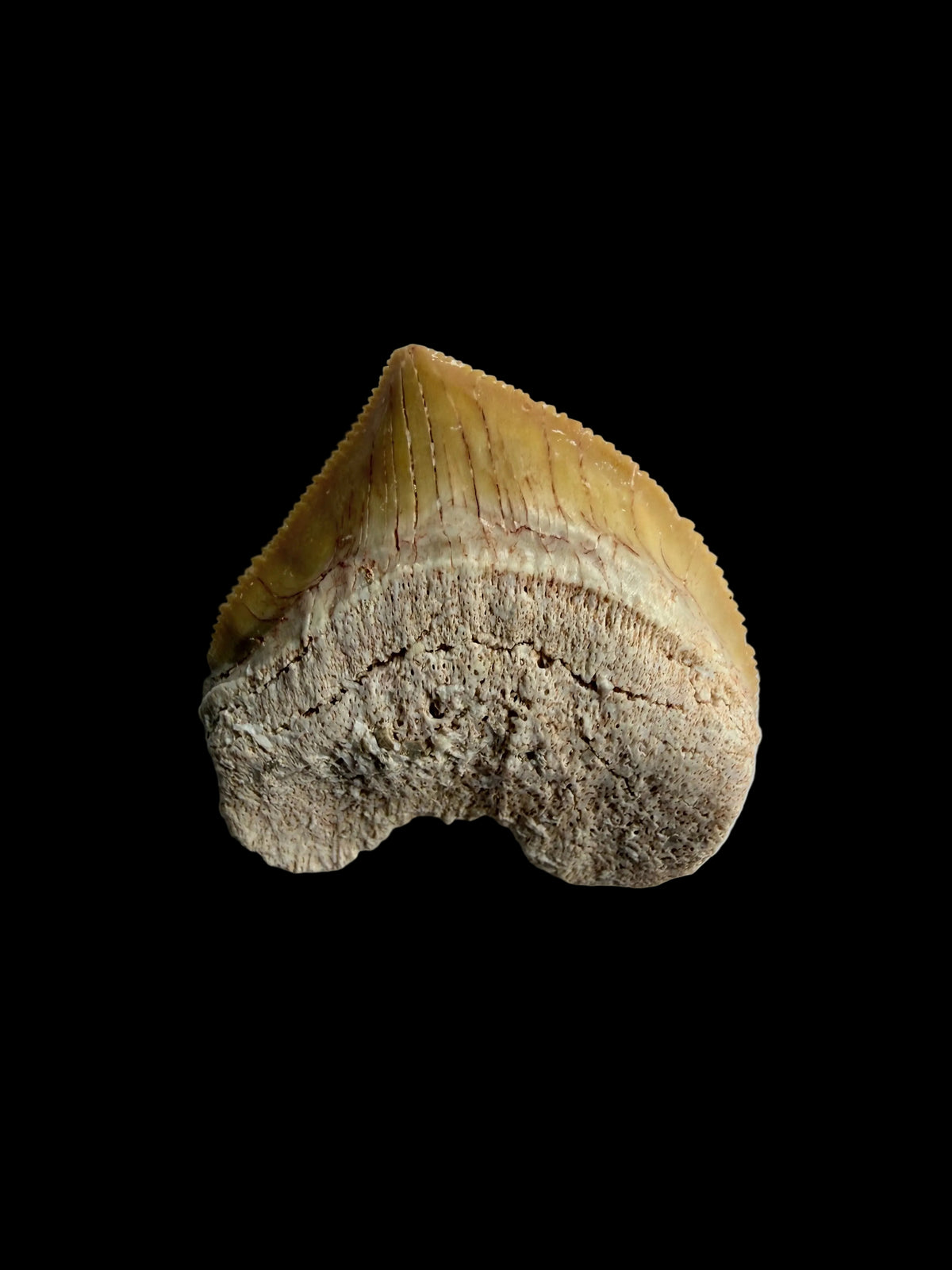 Squalicorax pristodontus haaientand fossiel uit Marokko | 1,09 inch