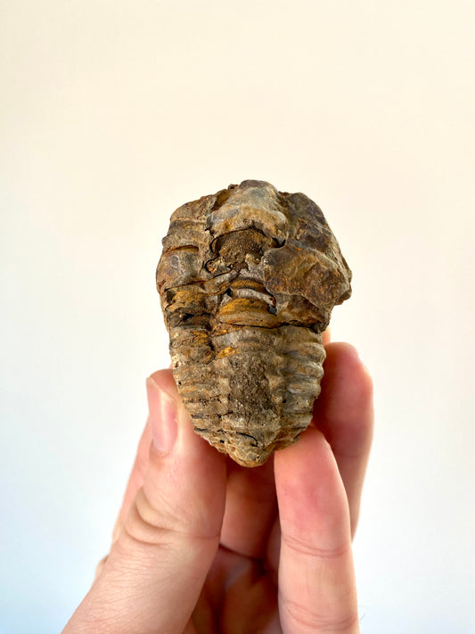 Calymene Trilobite fossil