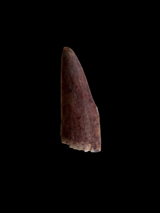 Redondasaurus, Phytosaur fossils tooth  from Late Triassic, USA | 0.61"