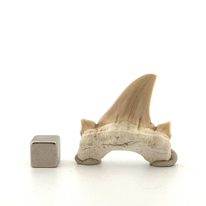Otodus obliquus Fossil Shark Tooth from Eocene, Morocco | 1.66"