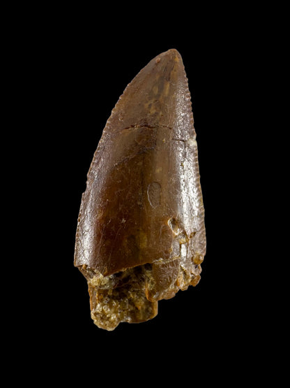 Abelisaurid fossil dinosaur tooth from Kem Kem, Morocco (0.94")