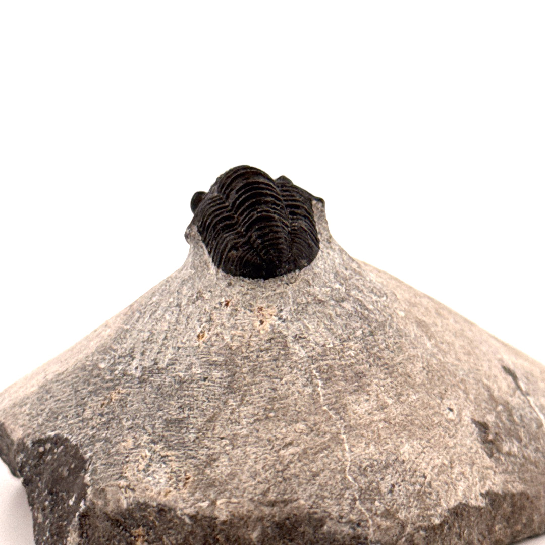 Gerastos granulosus Devoon Trilobiet Fossiel uit Marokko (S01)