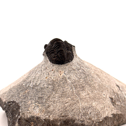 Gerastos granulosus Devoon Trilobiet Fossiel uit Marokko (S01)