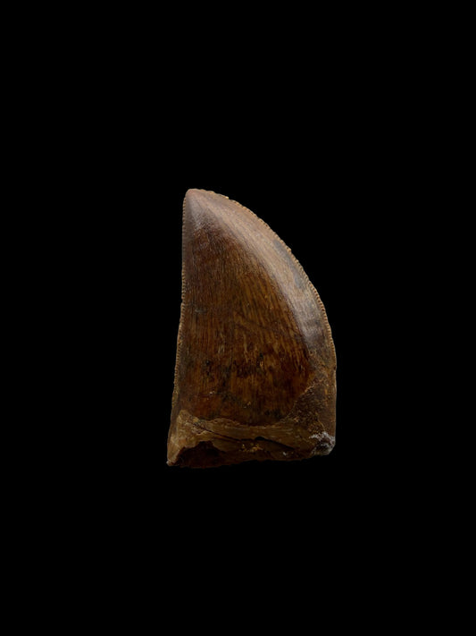 Carcharodontosaurus fossiele tand, Krijt dinosaurus tand uit Kem Kem Beds, Marokko (1,20 inch)
