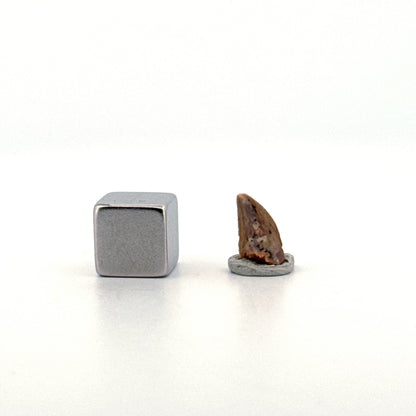Abelisaurid fossil dinosaur tooth from Kem Kem, Morocco (0.40")