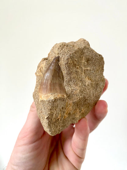 Mosasaurus fossil tooth on Matrix