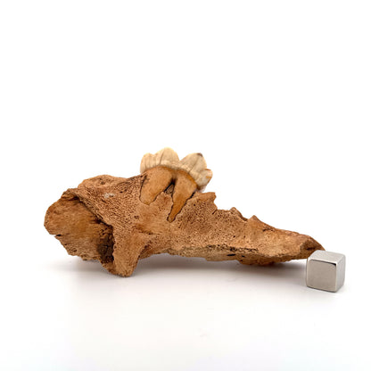 Holenbeer (Ursus spelaeus) kaakfragment met kies uit het Pleistoceen, Roemenië (3,75 inch)
