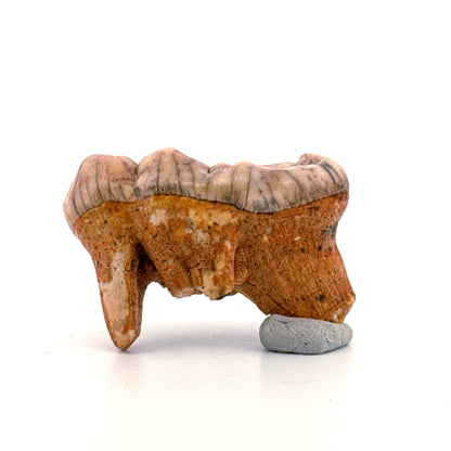 Cave Bear (Ursus spelaeus) molar from pleistocene, Rumania | 1.68"