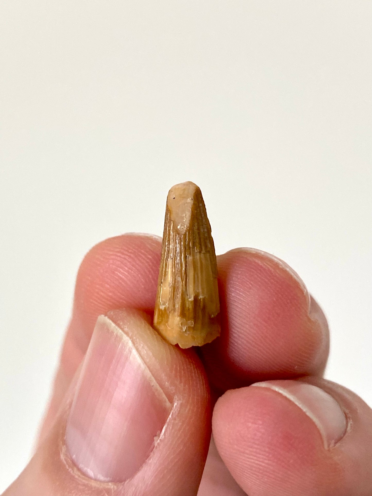 Crocodile species fossil tooth from Morocco