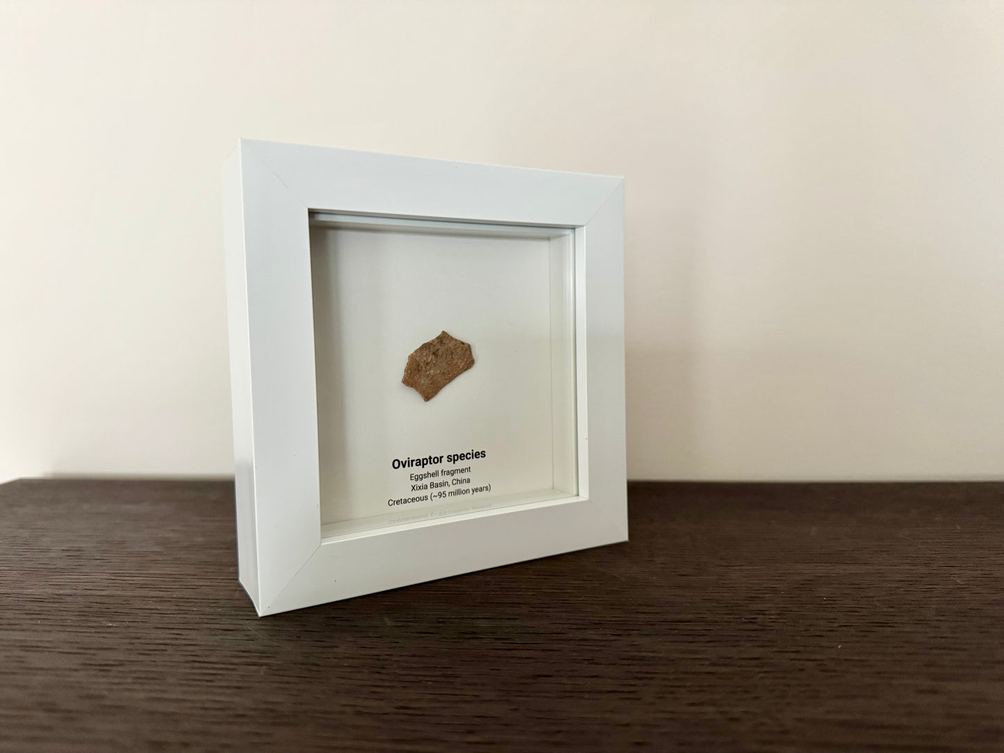 Decorative Oviraptor Species Dinosaur Eggshell Fossil in picture frame