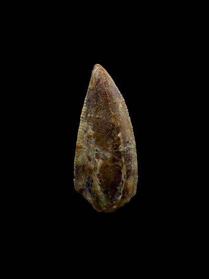 Kryptops palaios Fossiele Dinosaurus Tand uit Krijt, Niger (0,77 inch)