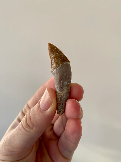 Basilosaurus tooth - FossilsAndMore