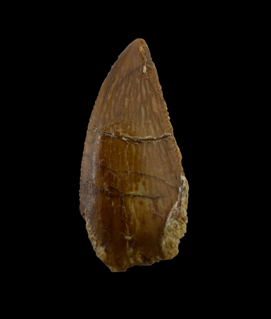 Abelisaurid fossil dinosaur tooth from Kem Kem, Morocco (0.82")