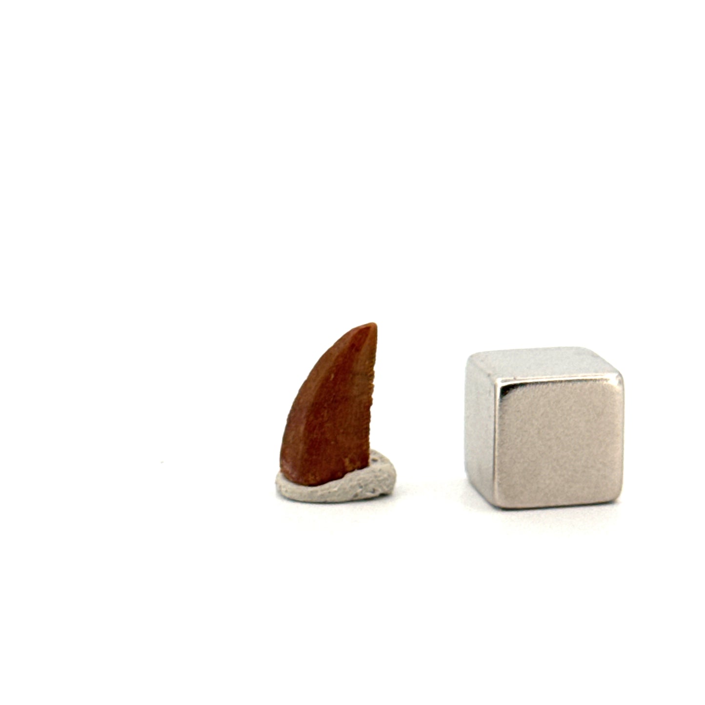 Abelisaurid fossil dinosaur tooth from Kem Kem, Morocco (0.49")
