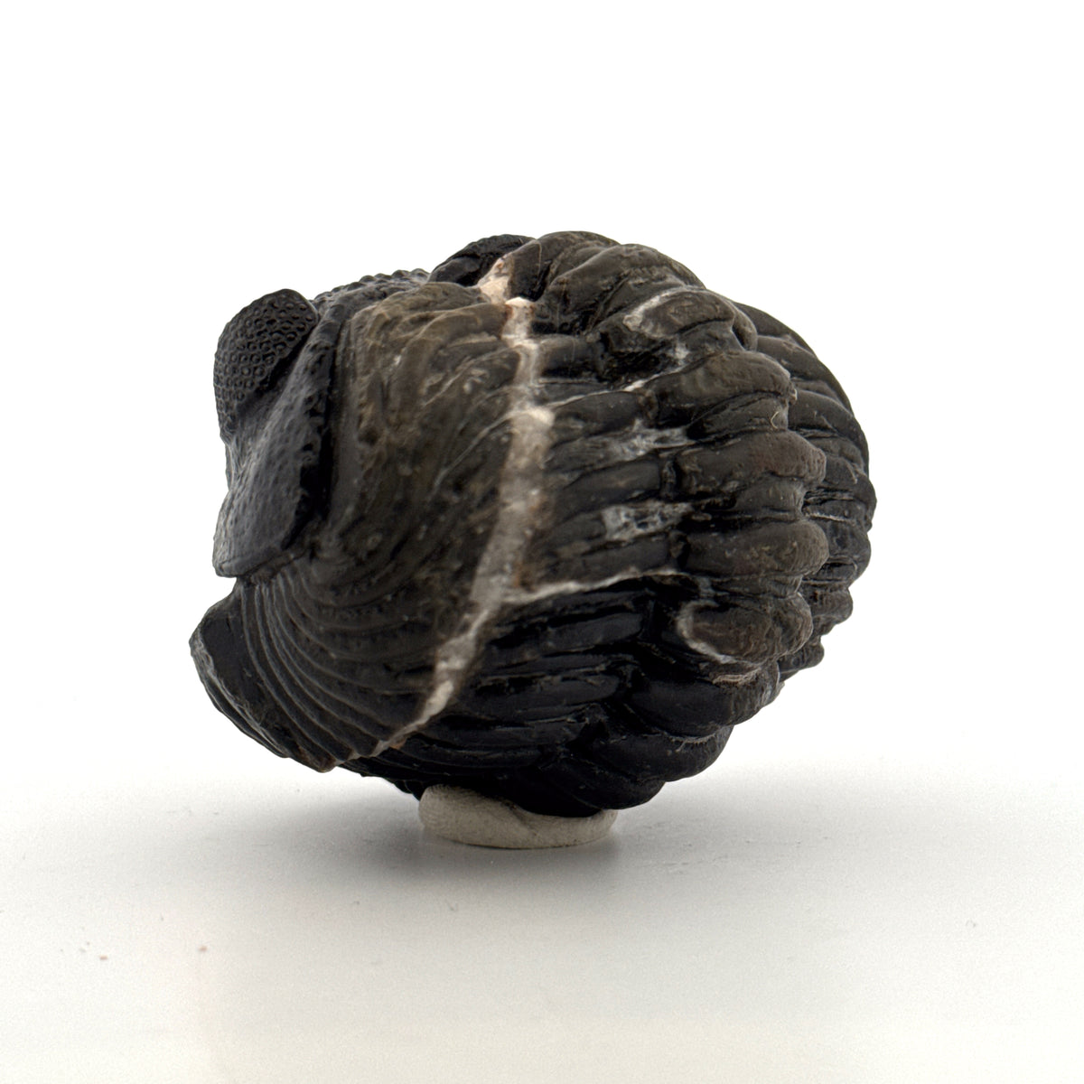 Opgedrukte Drotops megalomanicus trilobiet fossiel uit Marokko | 11,7 cm