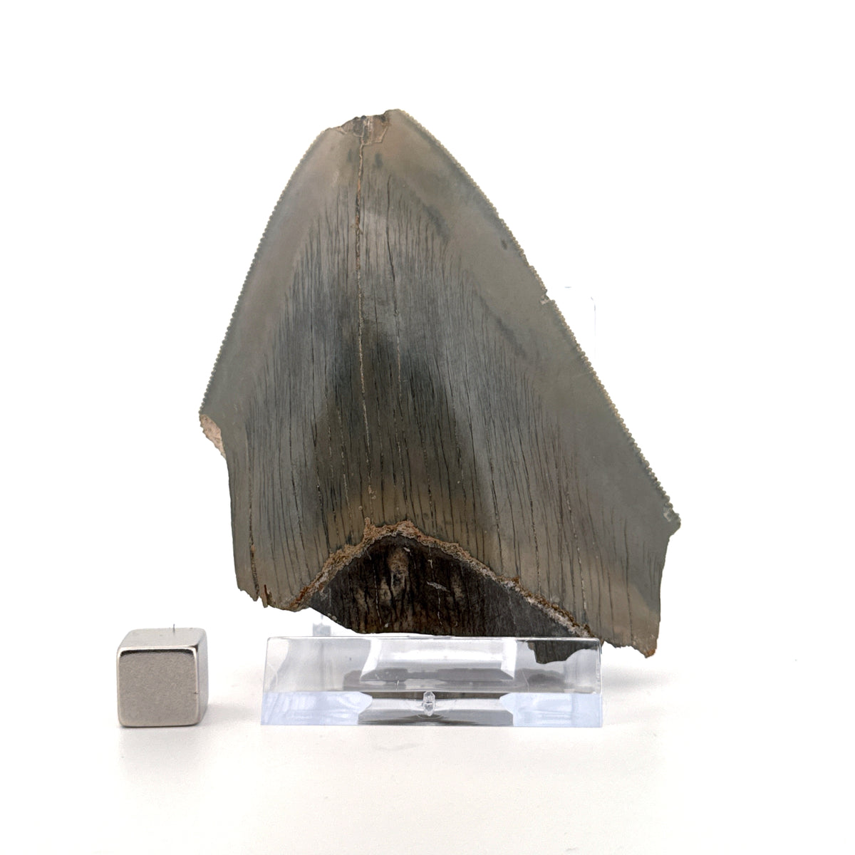 Megalodon Tandfragment uit Indonesië | 3,18 inch