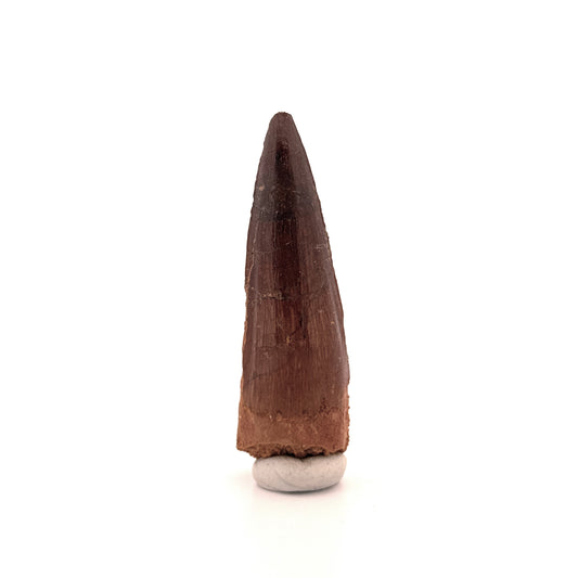 Spinosaurus Tooth Fossil (2.99") – Late Cretaceous Dinosaur tooth from Morocco