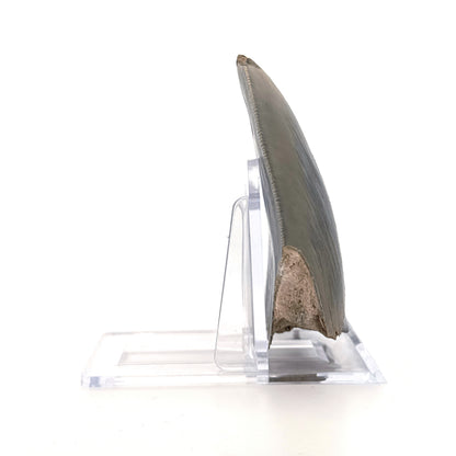 Megalodon Tandfragment uit Indonesië | 3,18 inch