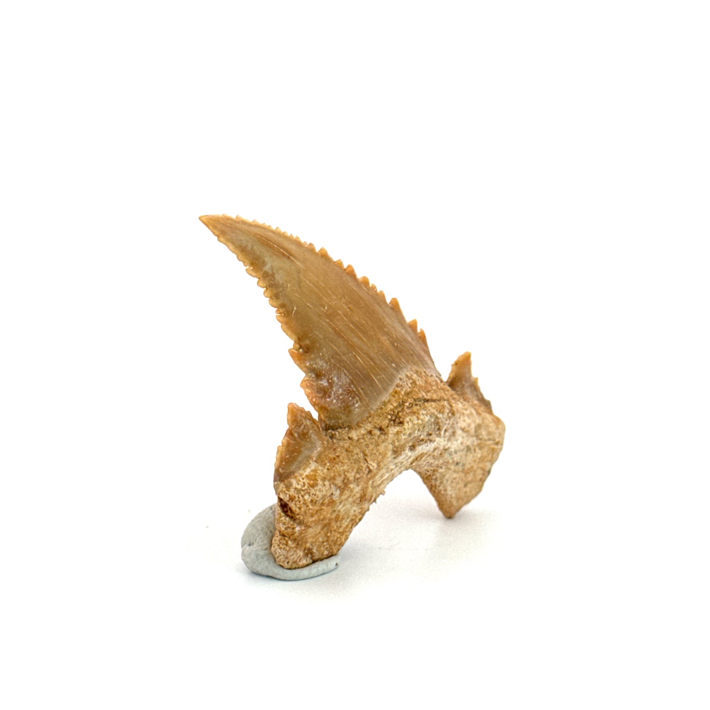 Palaeocarcharodon orientalis Tooth (1.66") from Morocco