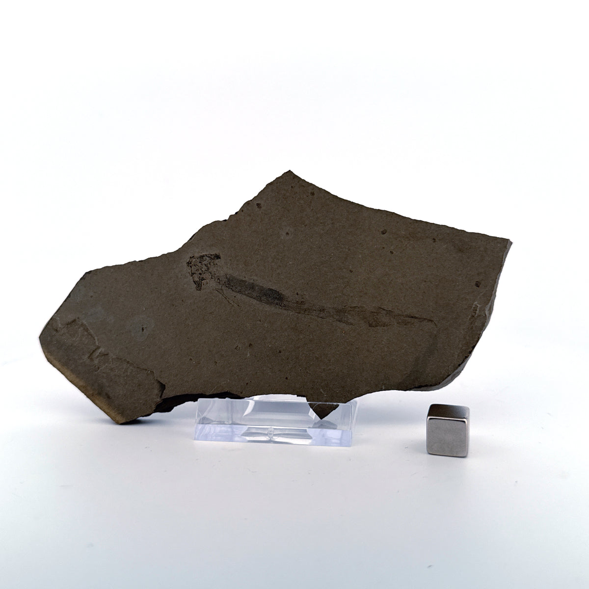 Permian temnospondyl Amphibian Fossil from Germany | 2.75"