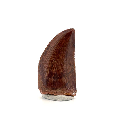 Carcharodontosaurus fossiele tand, Krijt dinosaurus tand uit Kem Kem Beds, Marokko (1,20 inch)