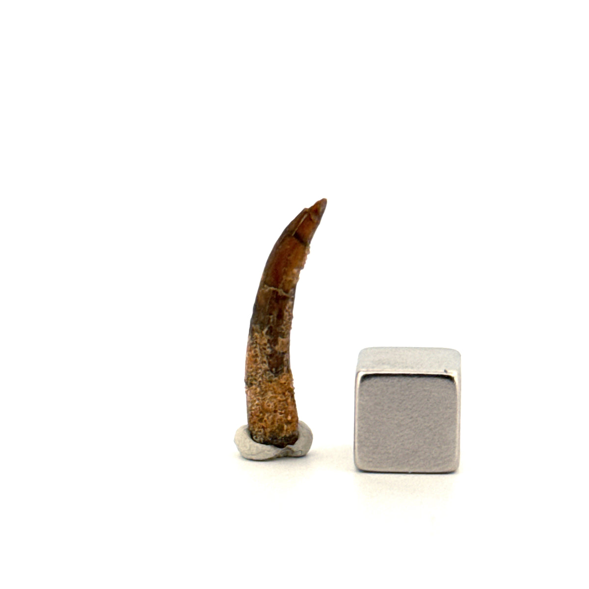 Pterosaur fossil tooth from Morocco | 0.94"