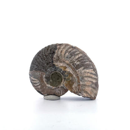 Iriserende ammoniet uit het Krijt, Madagaskar | 2,68 inch)
