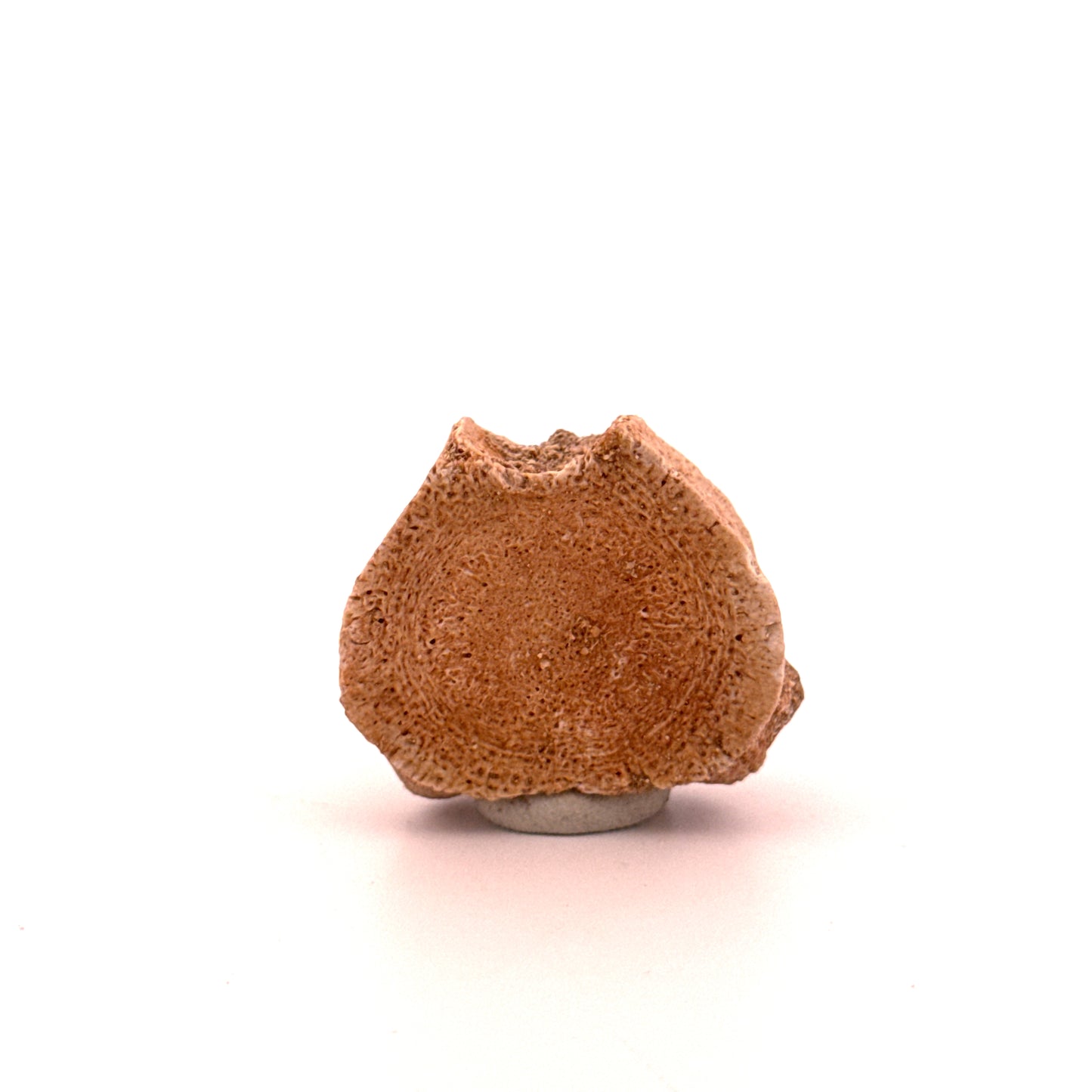 Small Mosasaur caudal vertebra from Late Cretaceous, Morocco (1.23")