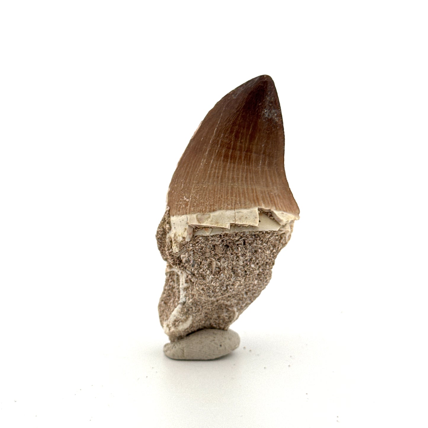 Mosasaur tooth fossil from Late Cretaceous, Morocco (1.29")